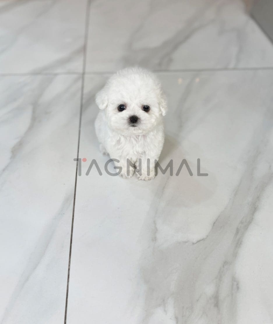 Bichon puppy for sale, dog for sale at Tagnimal