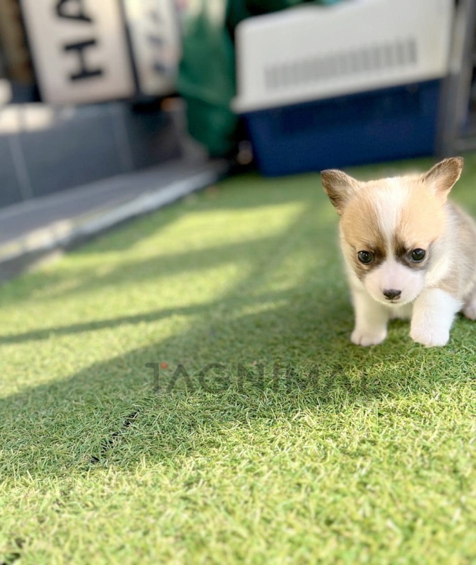 Welsh Corgi puppy for sale, dog for sale at Tagnimal