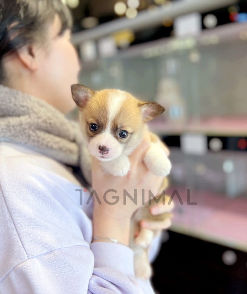 Welsh Corgi puppy for sale, dog for sale at Tagnimal