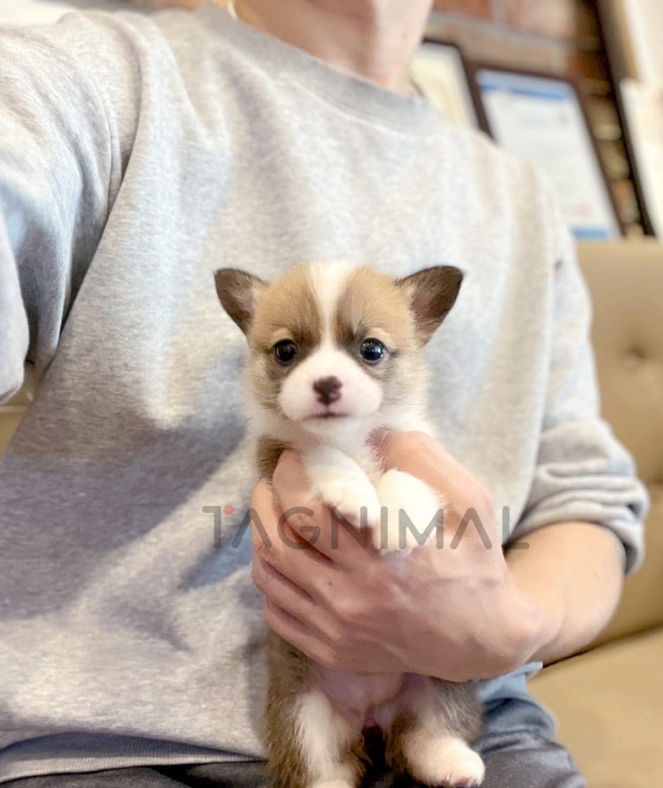 Welsh Corgi puppy for sale, dog for sale at Tagnimal