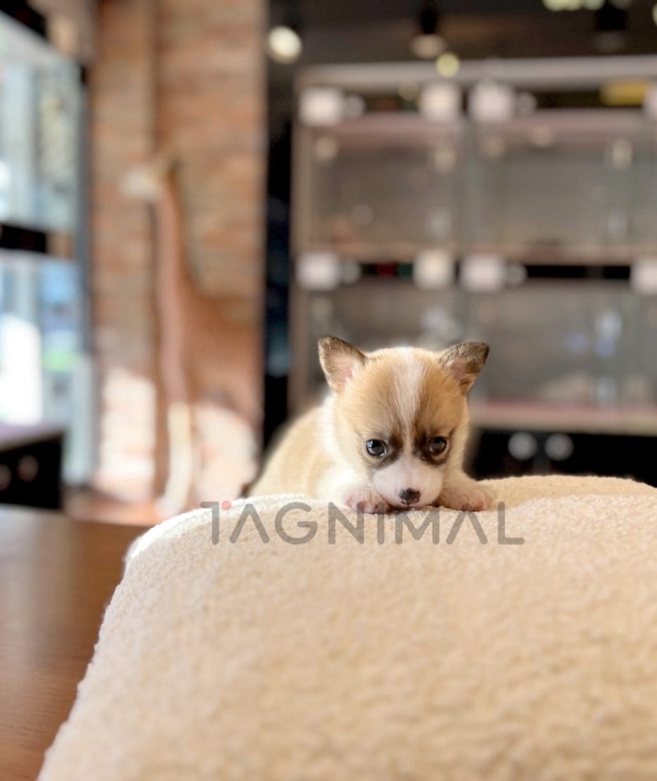 Welsh Corgi puppy for sale, dog for sale at Tagnimal