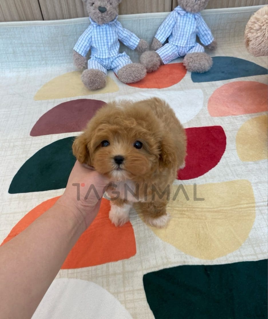 Maltipoo puppy for sale, dog for sale at Tagnimal