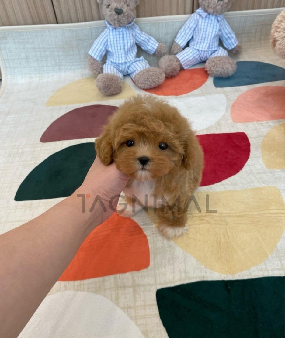 Maltipoo puppy for sale, dog for sale at Tagnimal