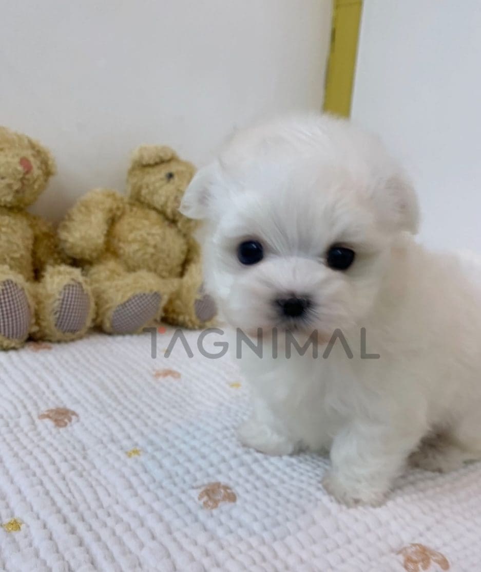 Maltese puppy for sale, dog for sale at Tagnimal