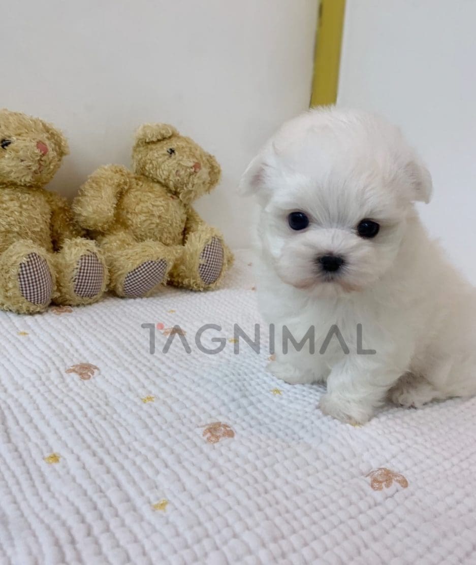 Maltese puppy for sale, dog for sale at Tagnimal