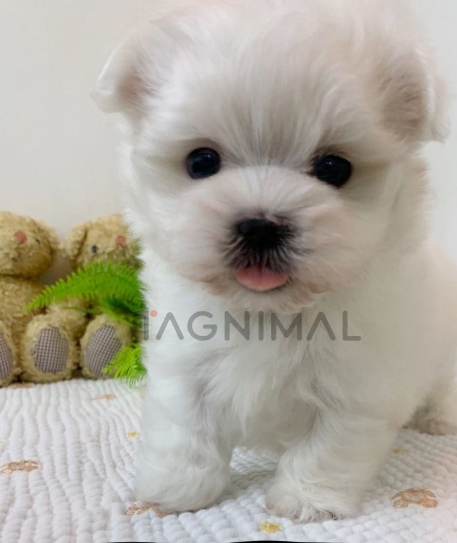 Maltese puppy for sale, dog for sale at Tagnimal