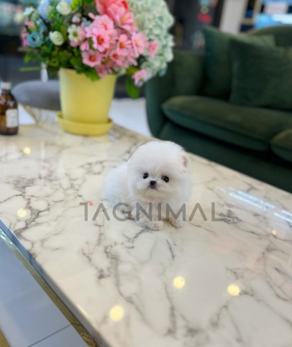 Pomeranian puppy for sale, dog for sale at Tagnimal