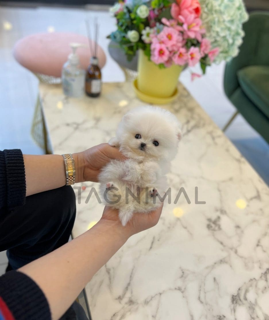 Pomeranian puppy for sale, dog for sale at Tagnimal