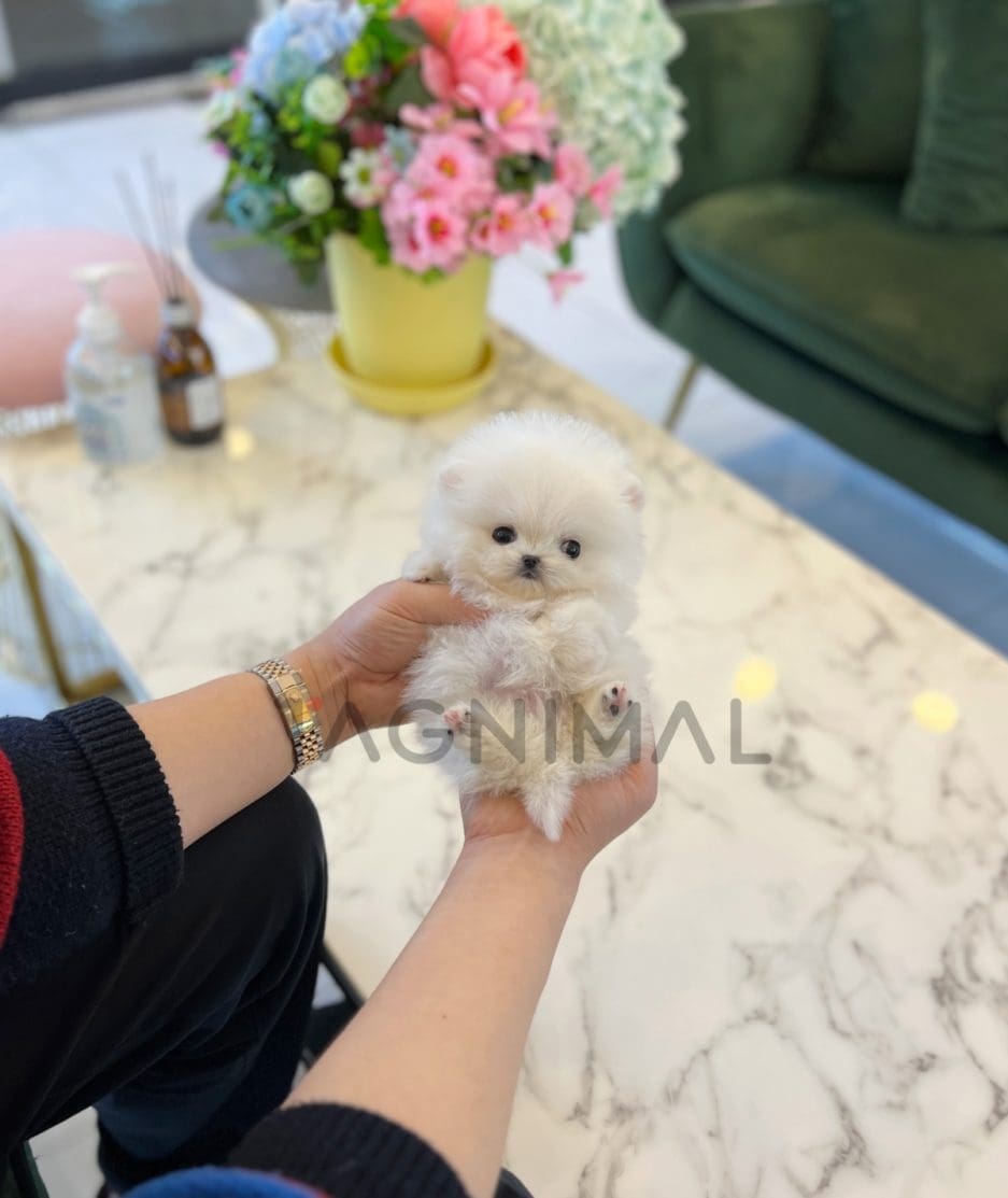 Pomeranian puppy for sale, dog for sale at Tagnimal