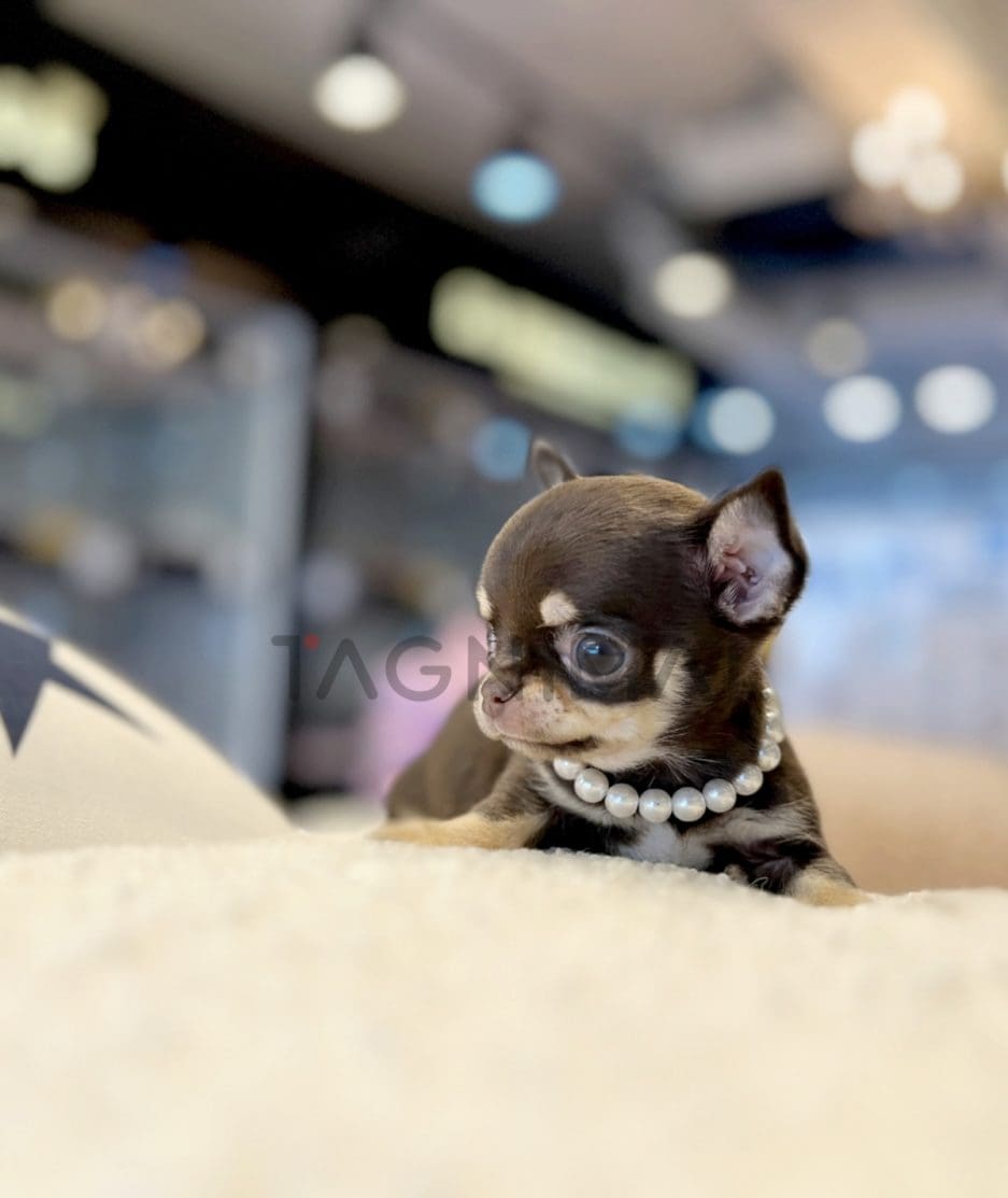 Chihuahua puppy for sale, dog for sale at Tagnimal