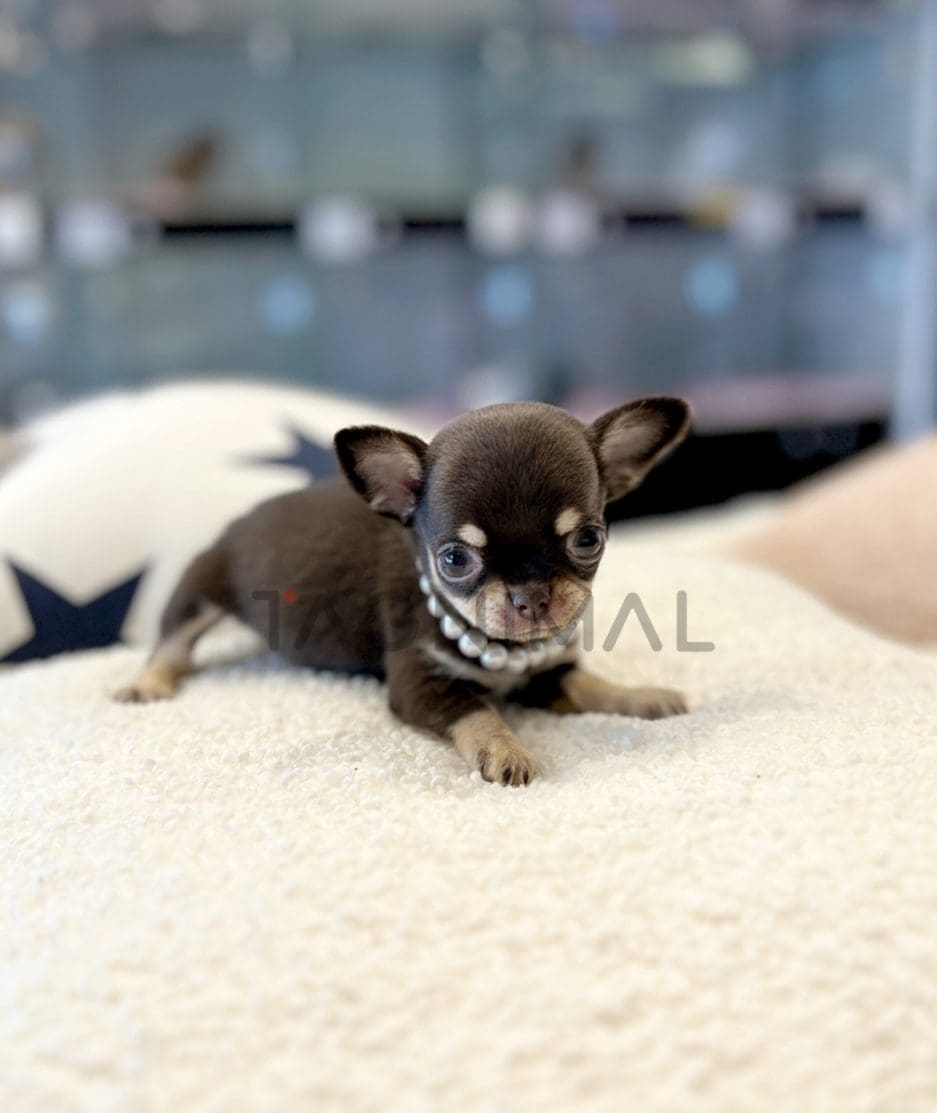 Chihuahua puppy for sale, dog for sale at Tagnimal