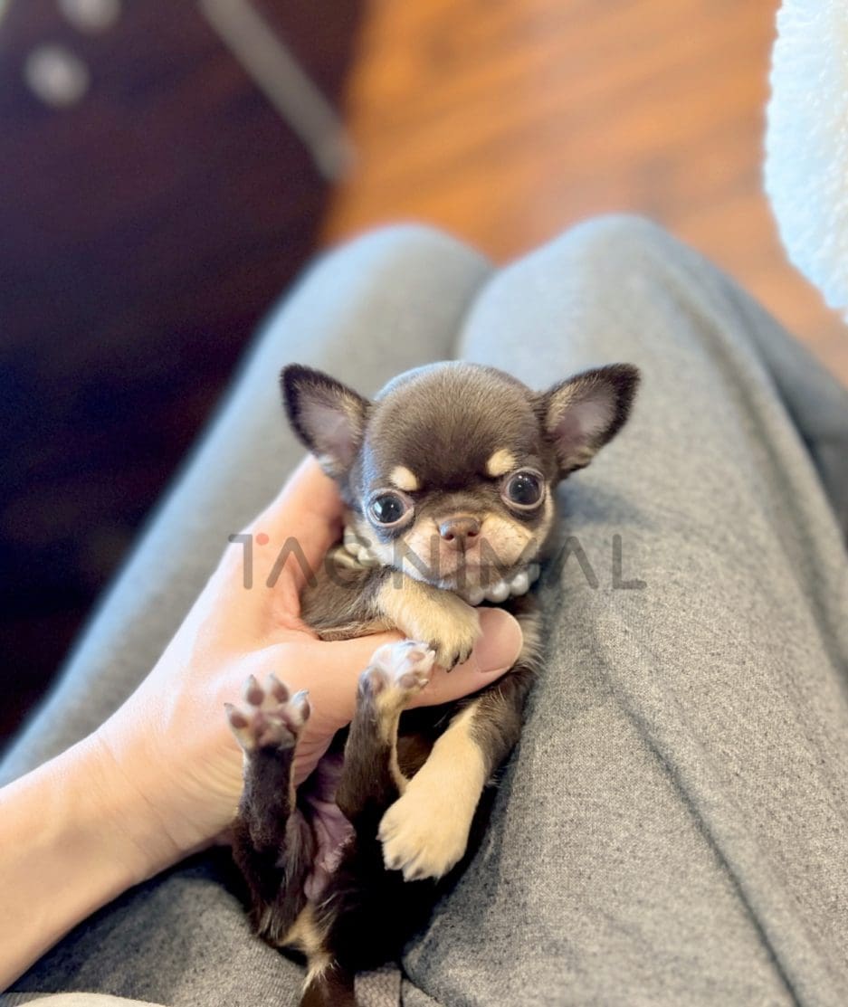 Chihuahua puppy for sale, dog for sale at Tagnimal