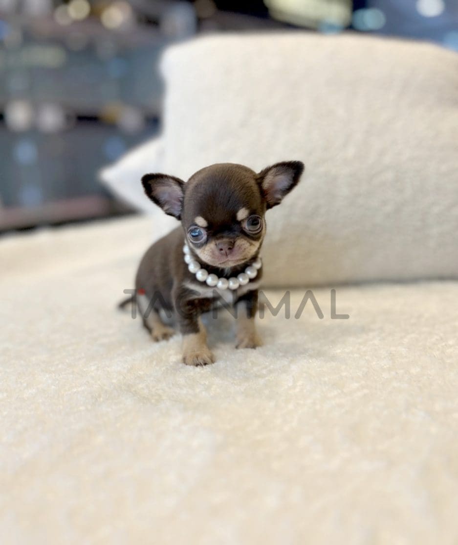 Chihuahua puppy for sale, dog for sale at Tagnimal