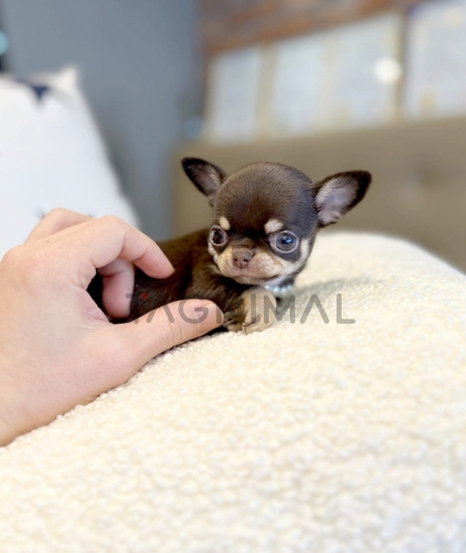 Chihuahua puppy for sale, dog for sale at Tagnimal