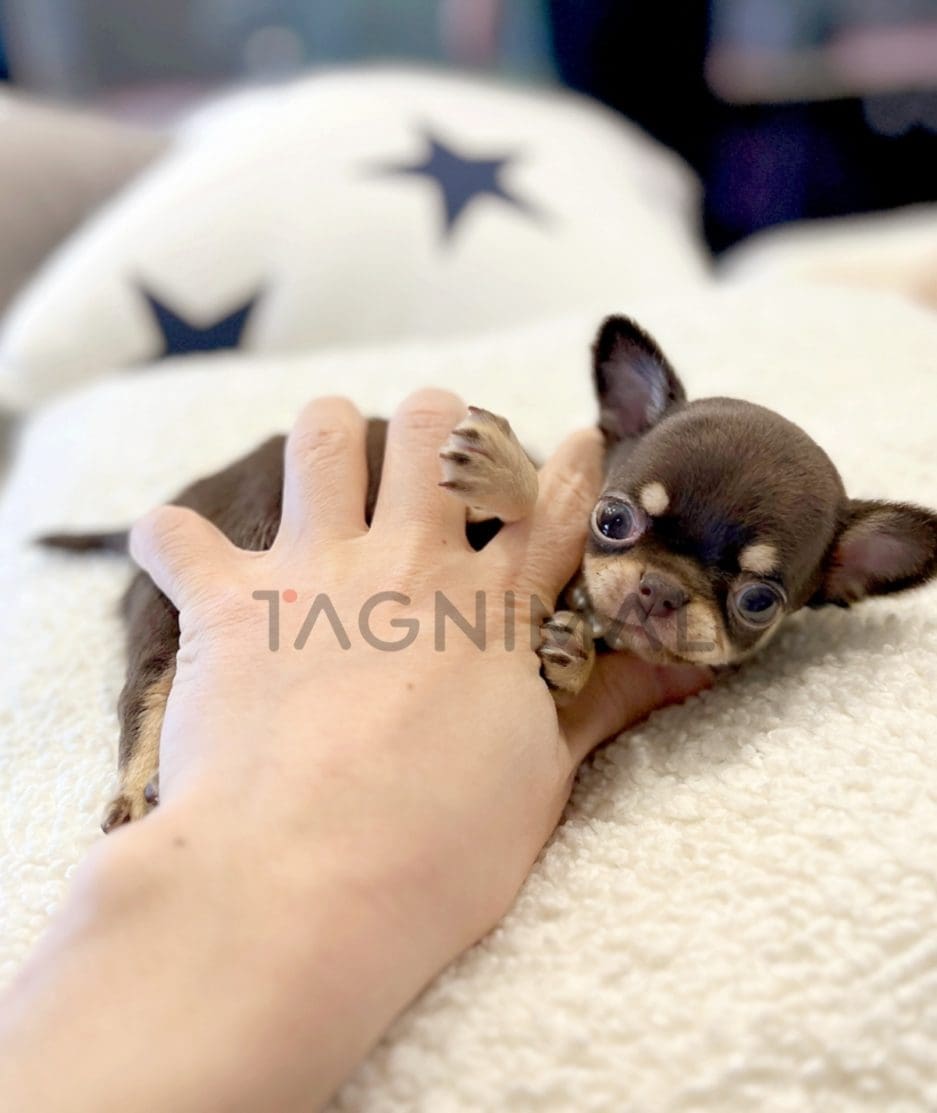 Chihuahua puppy for sale, dog for sale at Tagnimal