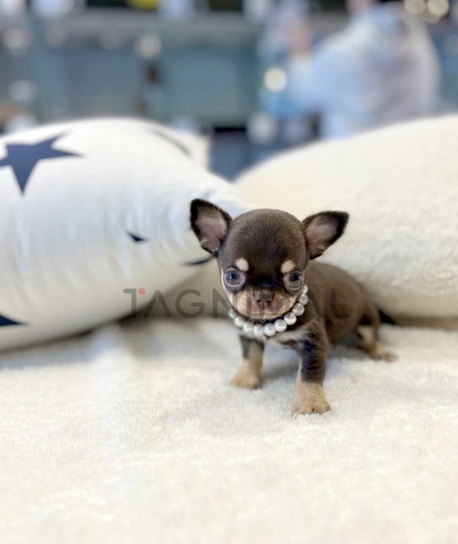 Chihuahua puppy for sale, dog for sale at Tagnimal