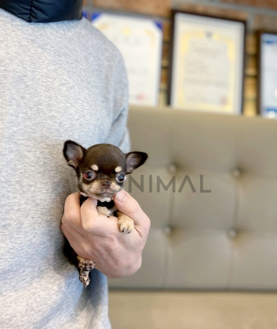 Chihuahua puppy for sale, dog for sale at Tagnimal