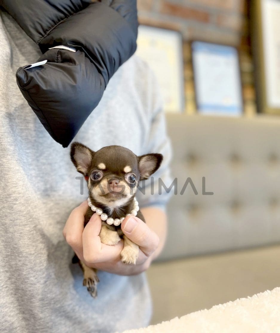 Chihuahua puppy for sale, dog for sale at Tagnimal