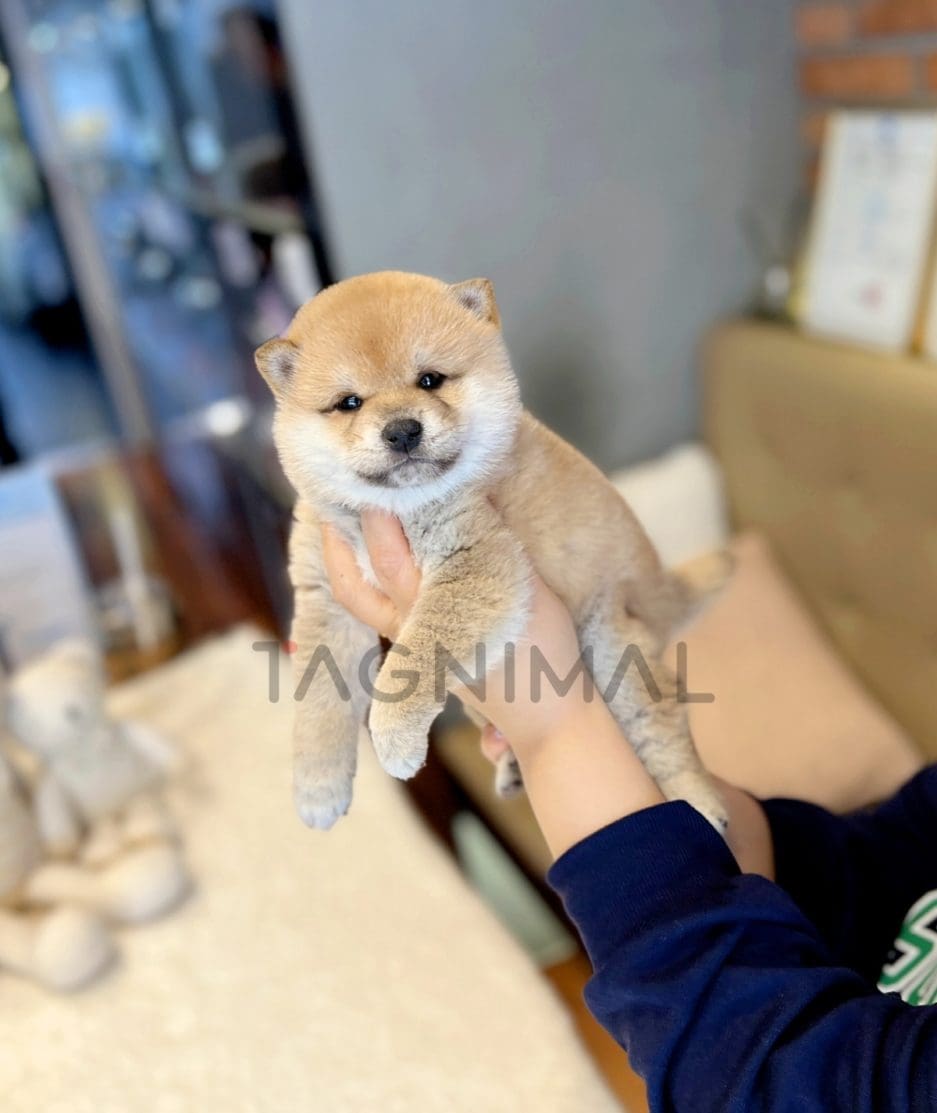 Shiba Inu puppy for sale, dog for sale at Tagnimal