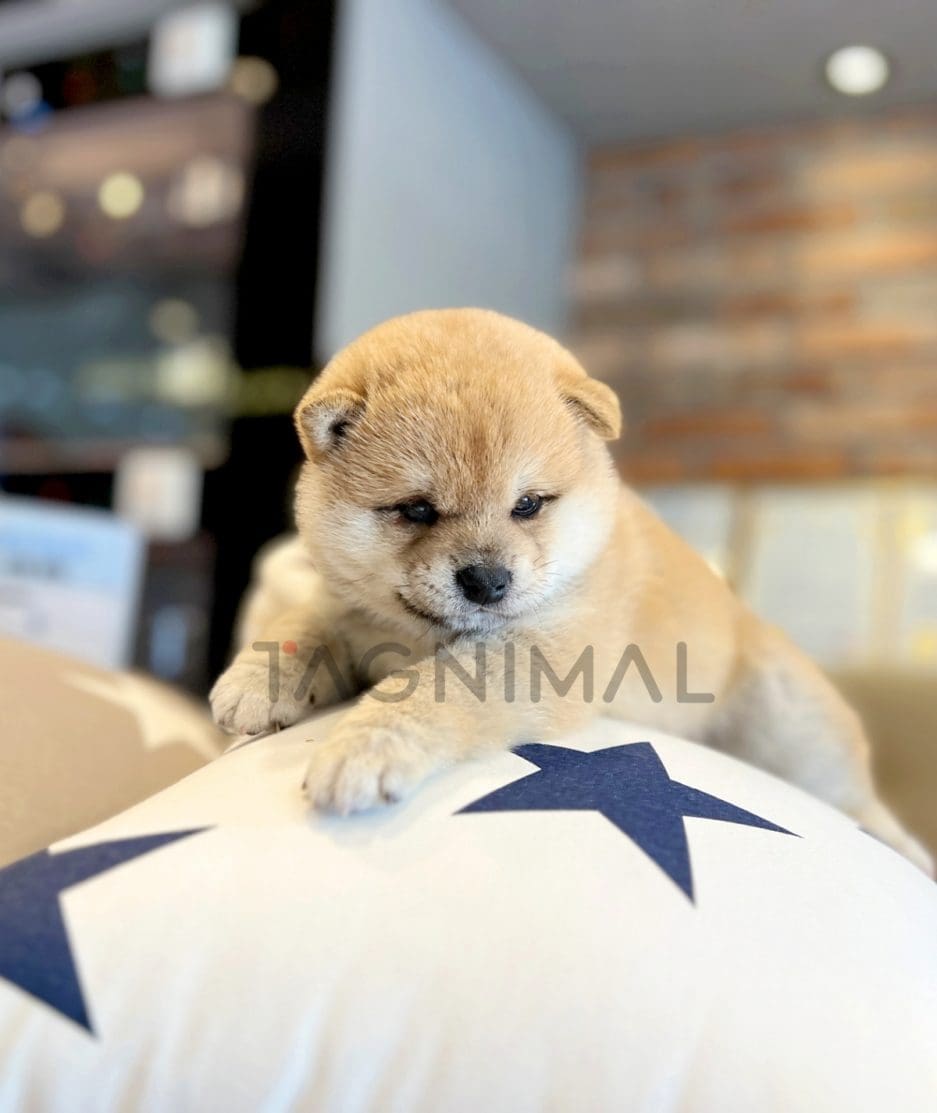 Shiba Inu puppy for sale, dog for sale at Tagnimal