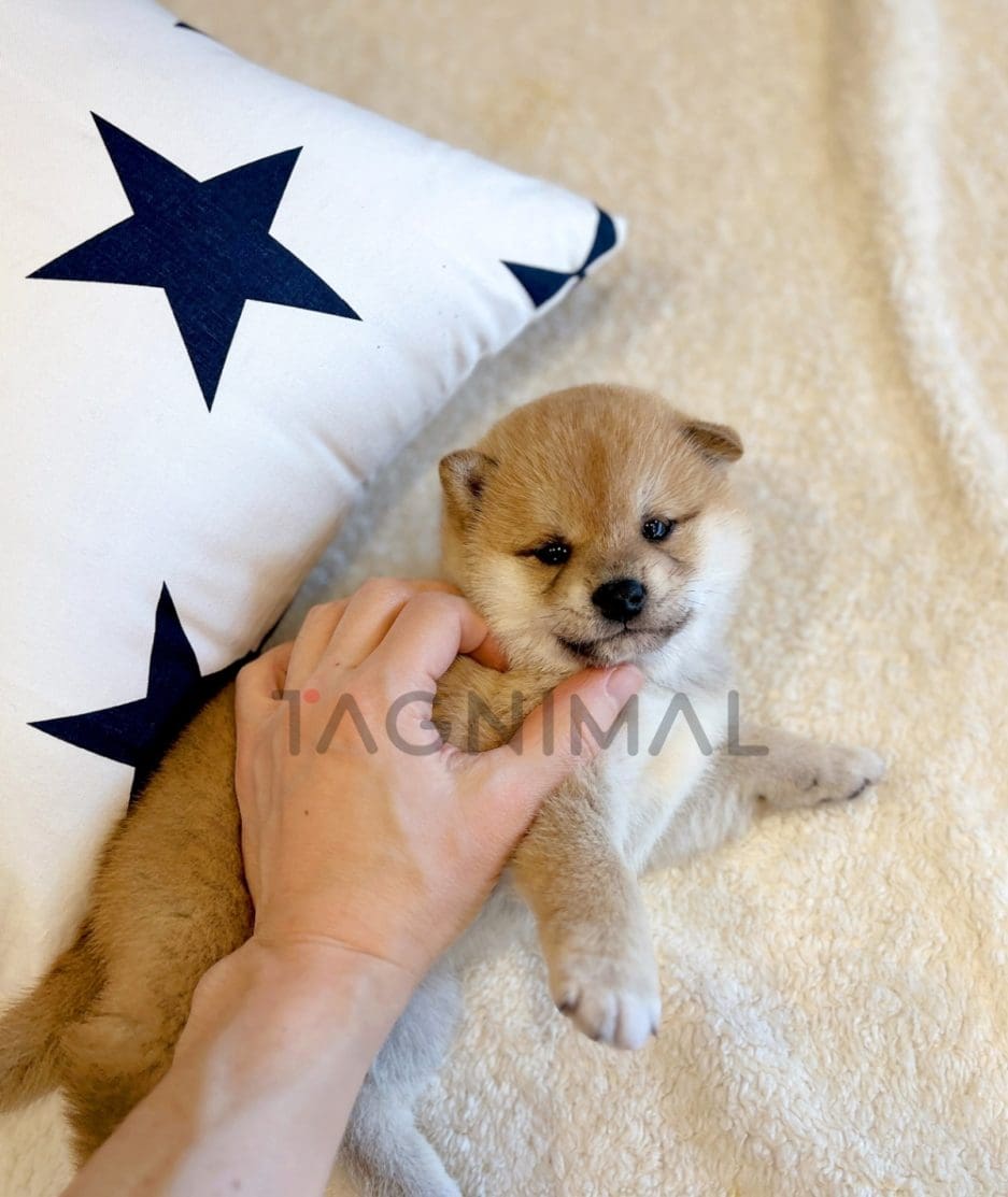 Shiba Inu puppy for sale, dog for sale at Tagnimal