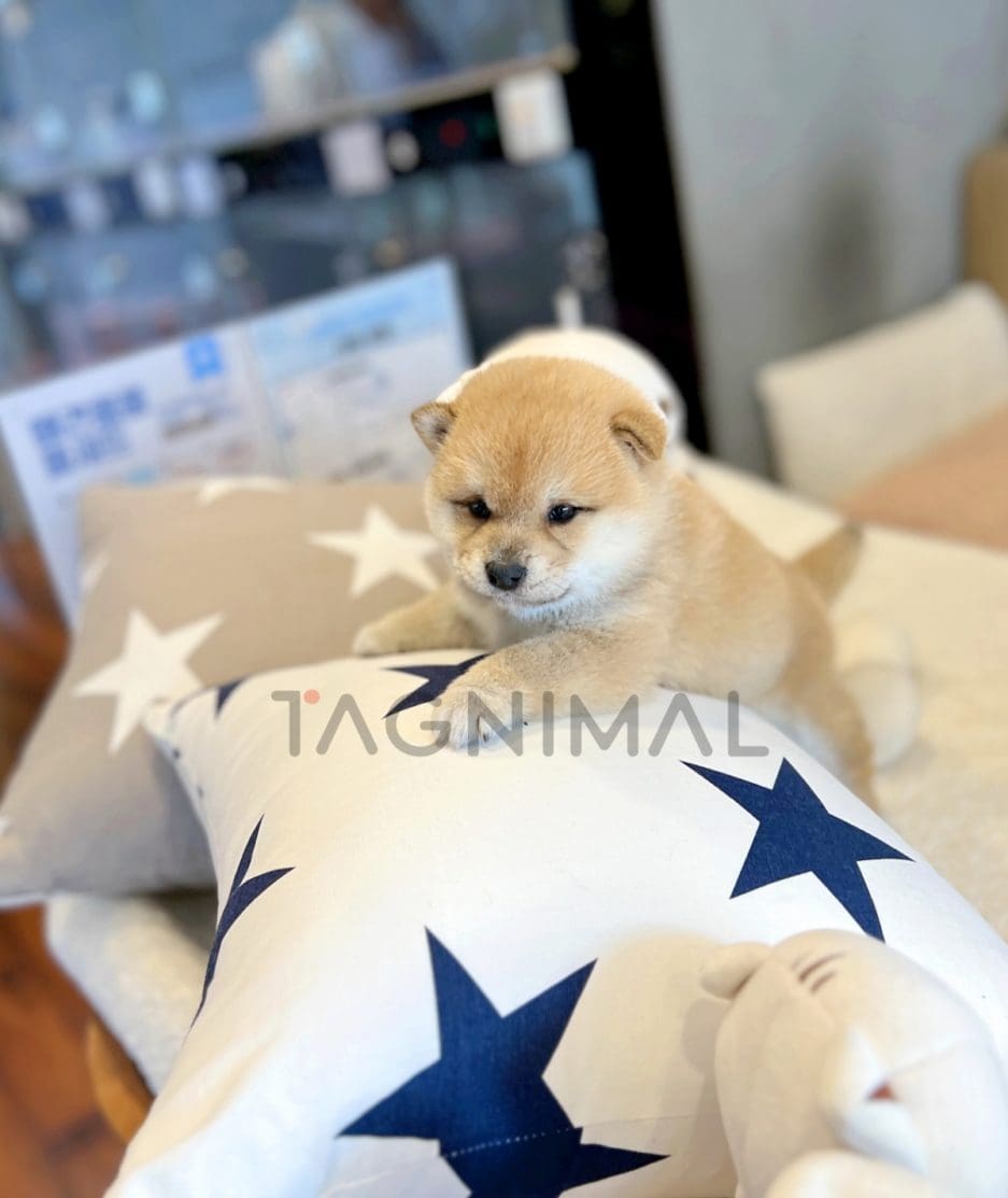 Shiba Inu puppy for sale, dog for sale at Tagnimal