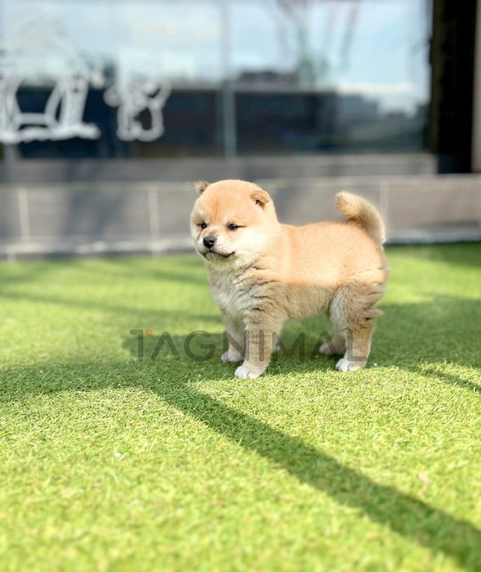 Shiba Inu puppy for sale, dog for sale at Tagnimal