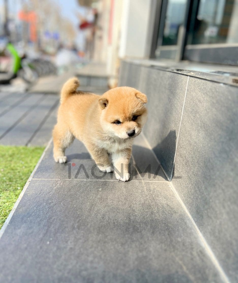 Shiba Inu puppy for sale, dog for sale at Tagnimal