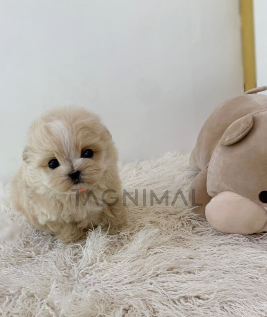 Maltipoo puppy for sale, dog for sale at Tagnimal