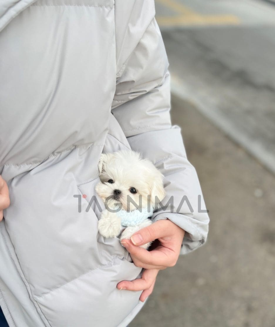 Maltese puppy for sale, dog for sale at Tagnimal