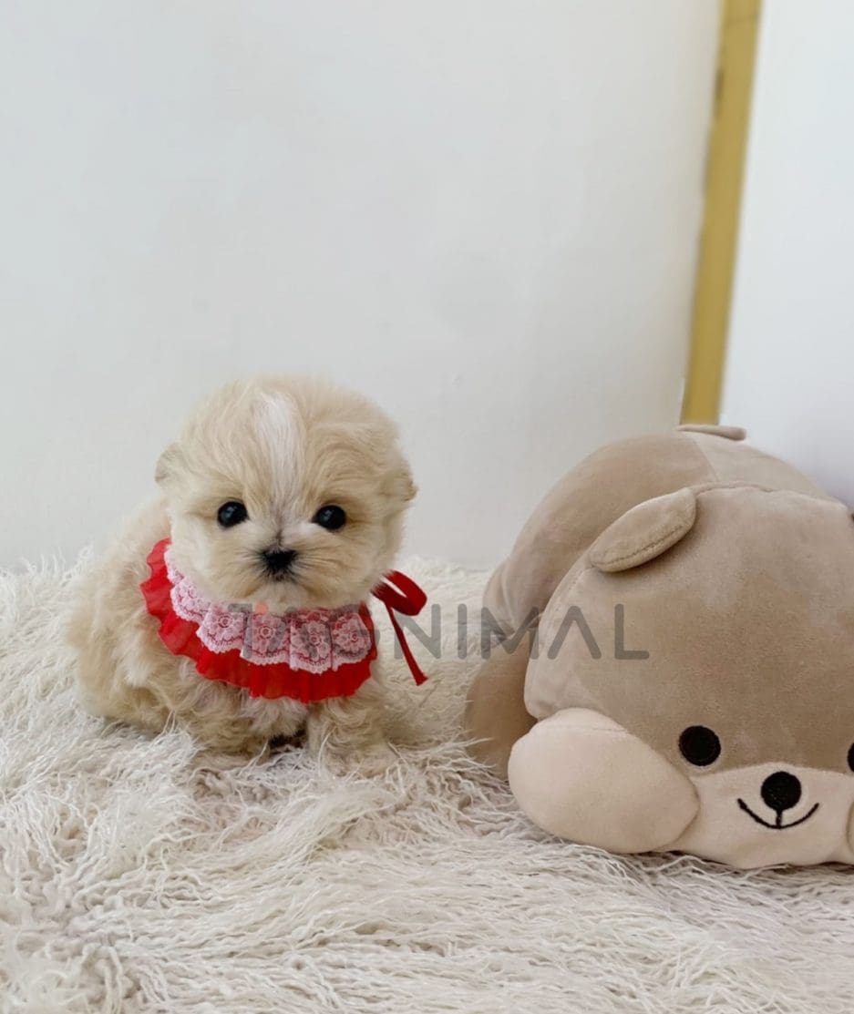 Maltipoo puppy for sale, dog for sale at Tagnimal