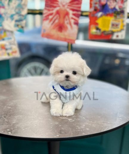 Maltese puppy for sale, dog for sale at Tagnimal