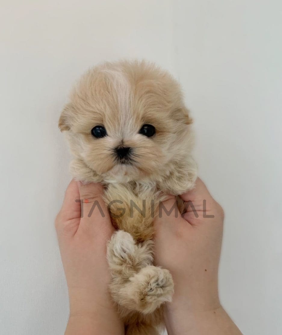 Maltipoo puppy for sale, dog for sale at Tagnimal