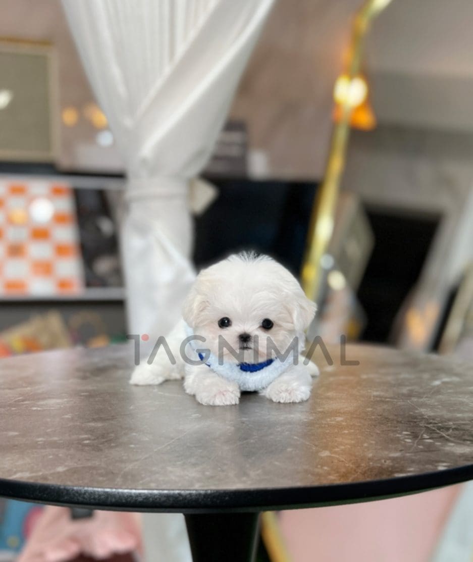 Maltese puppy for sale, dog for sale at Tagnimal