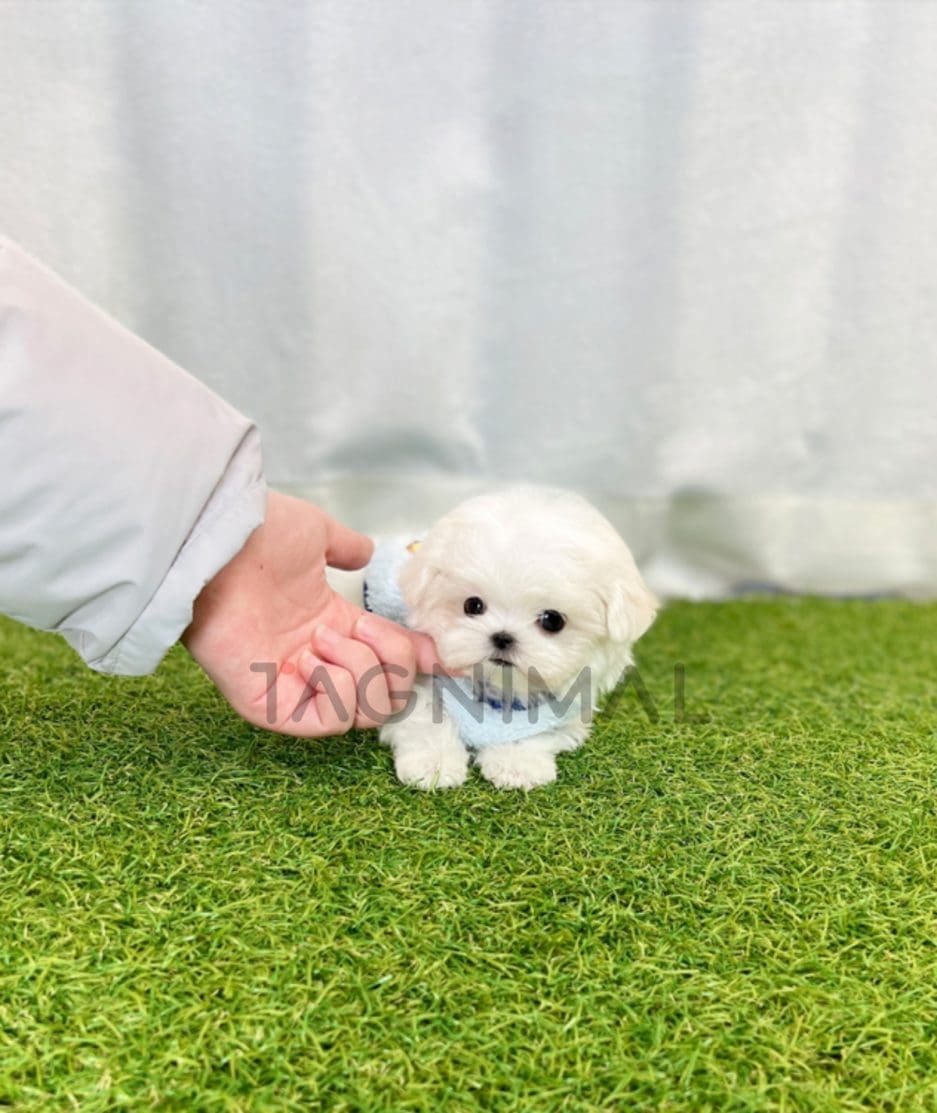 Maltese puppy for sale, dog for sale at Tagnimal