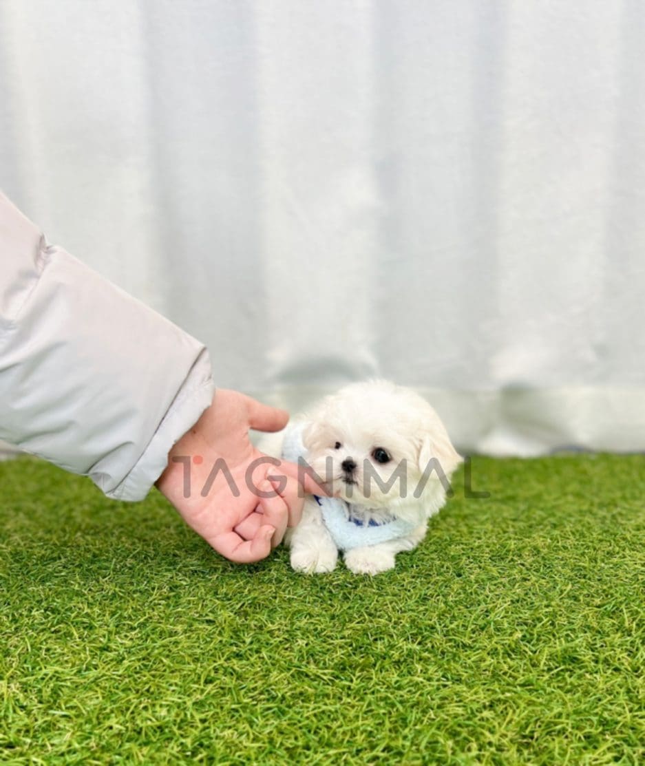 Maltese puppy for sale, dog for sale at Tagnimal