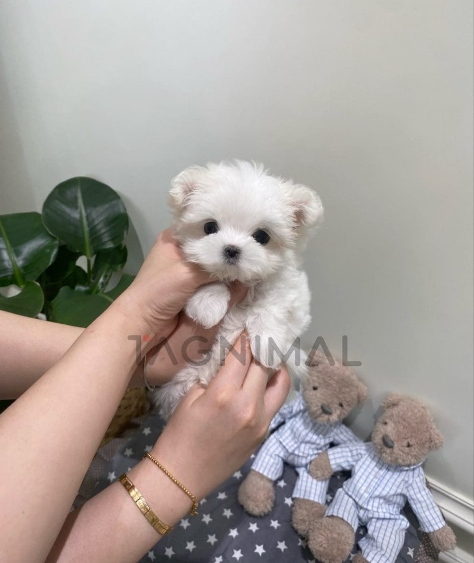 Maltese puppy for sale, dog for sale at Tagnimal