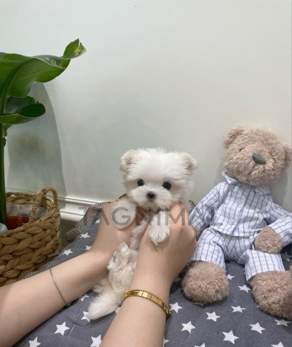 Maltese puppy for sale, dog for sale at Tagnimal