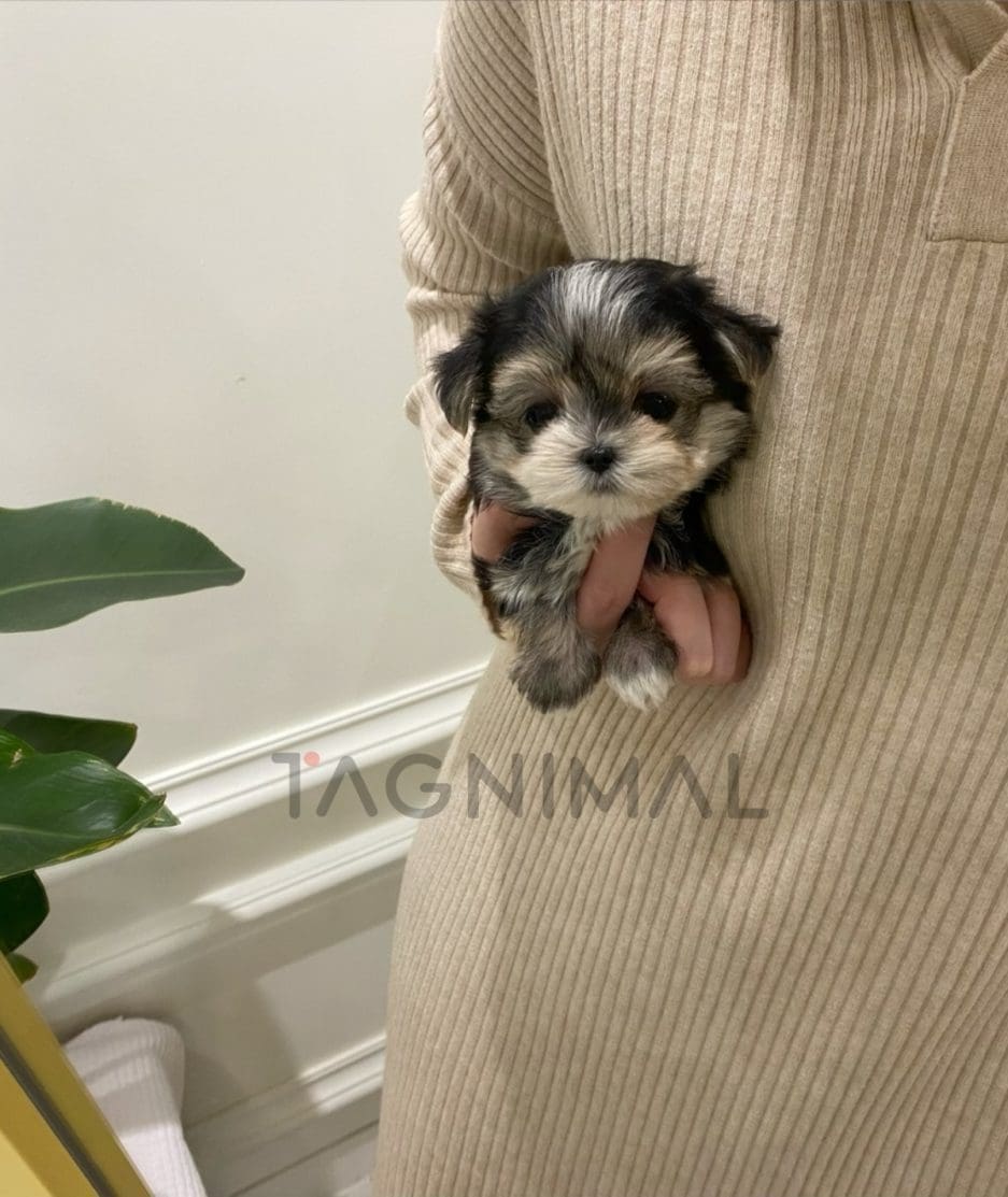 Morkie puppy for sale, dog for sale at Tagnimal