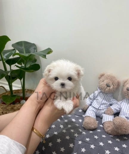 Maltese puppy for sale, dog for sale at Tagnimal