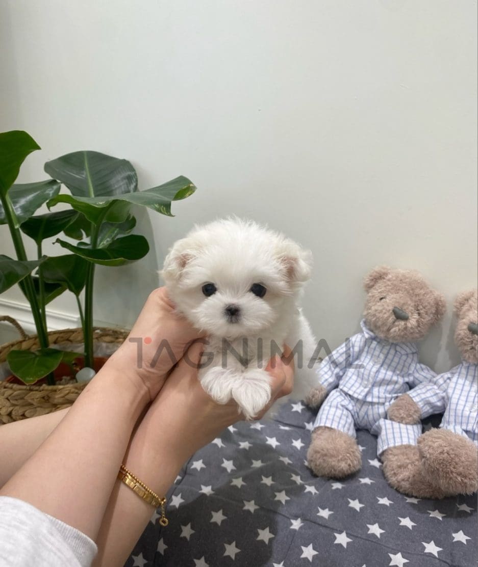 Maltese puppy for sale, dog for sale at Tagnimal