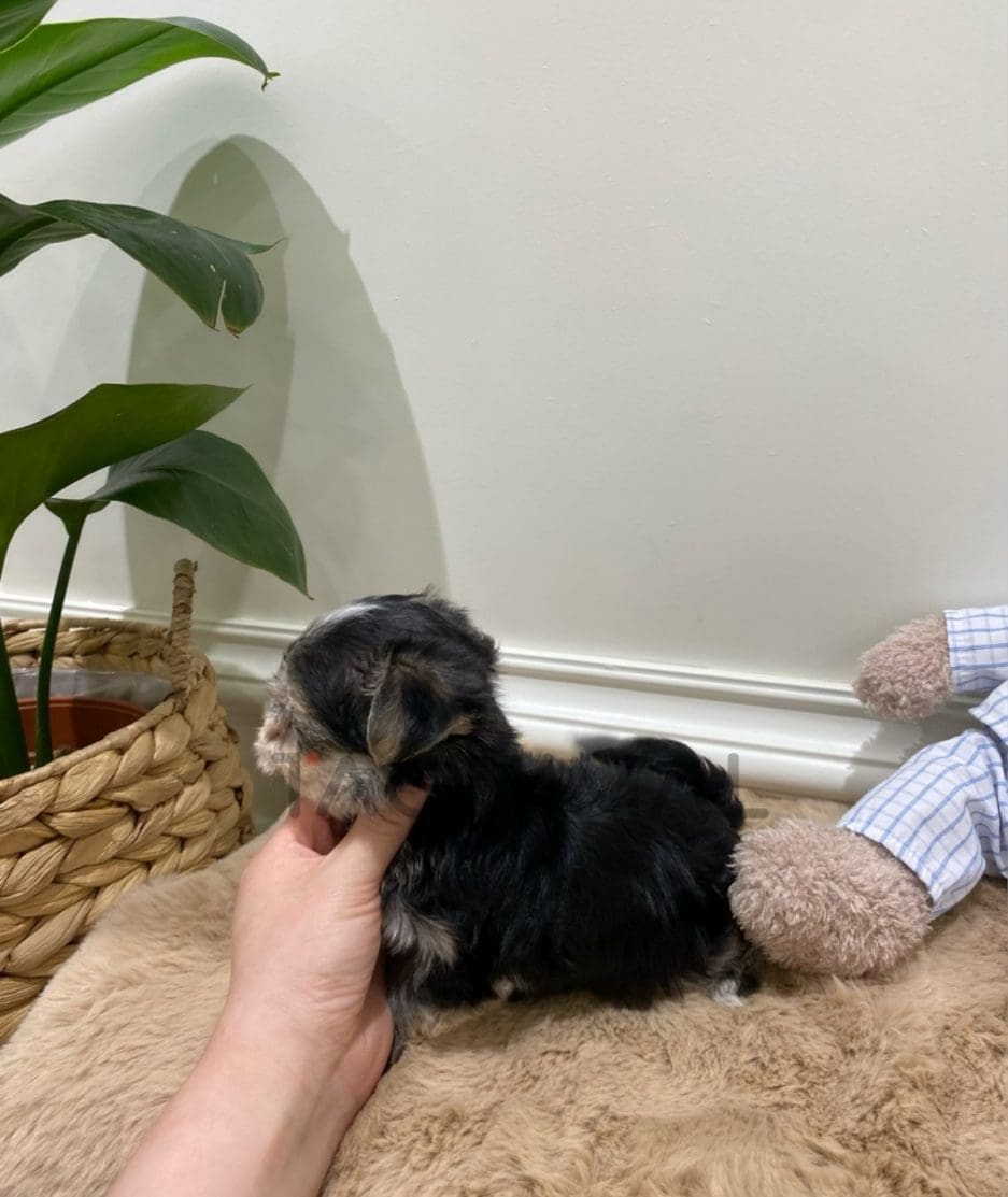 Maltipoo puppy for sale, dog for sale at Tagnimal