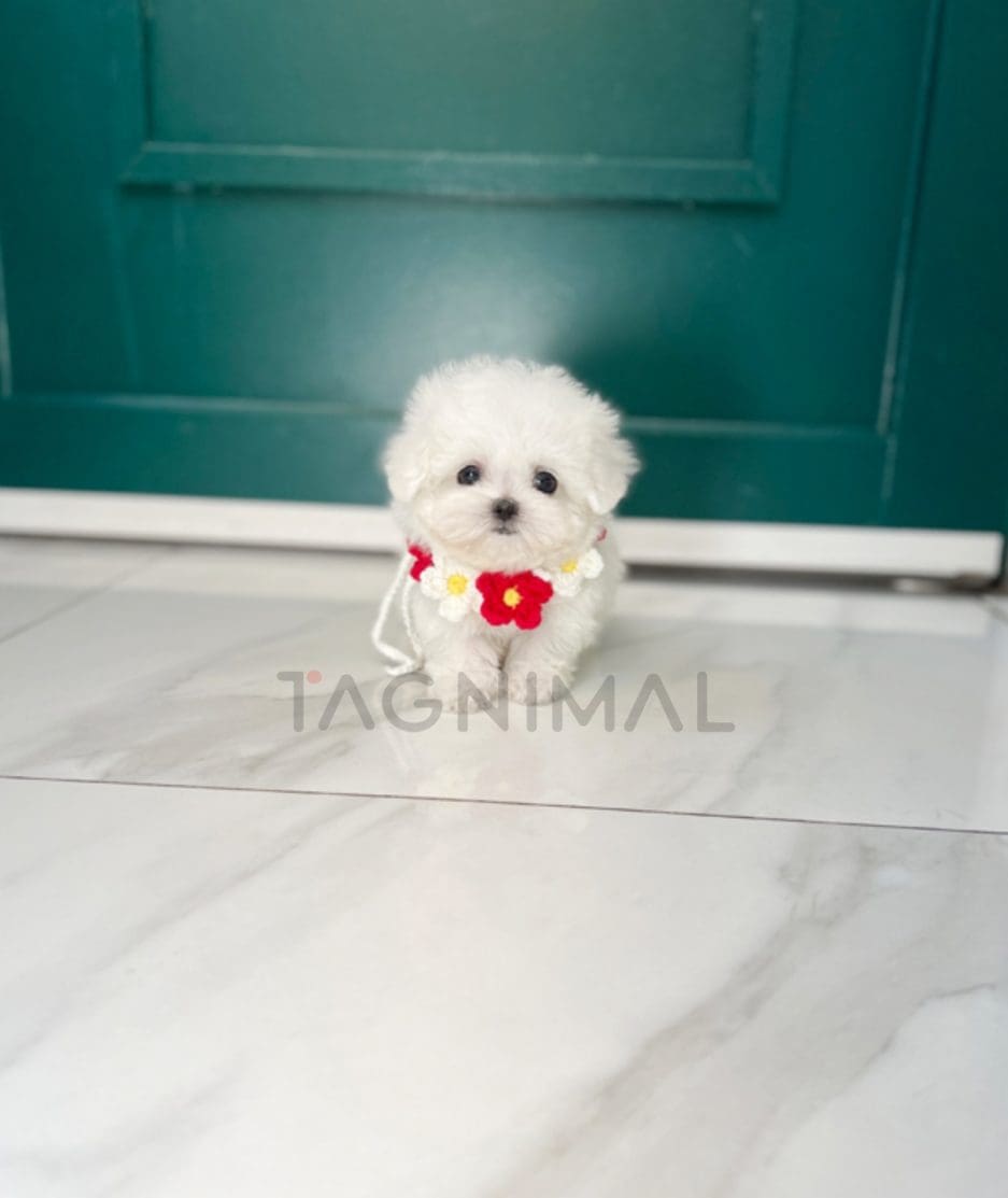 Bichon puppy for sale, dog for sale at Tagnimal