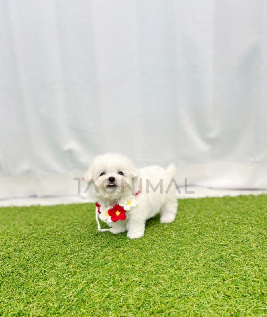 Bichon puppy for sale, dog for sale at Tagnimal