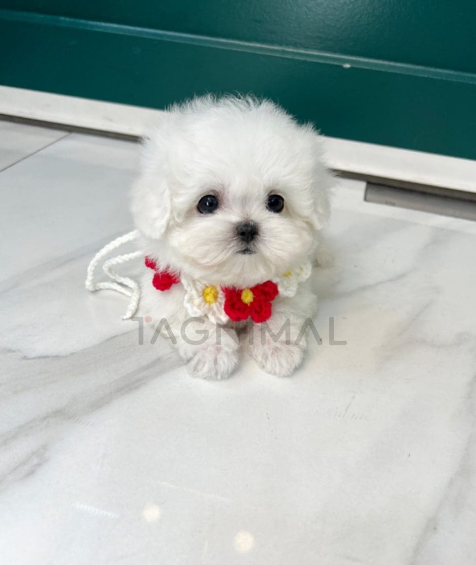 Bichon puppy for sale, dog for sale at Tagnimal