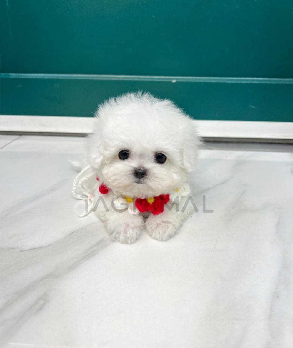 Bichon puppy for sale, dog for sale at Tagnimal