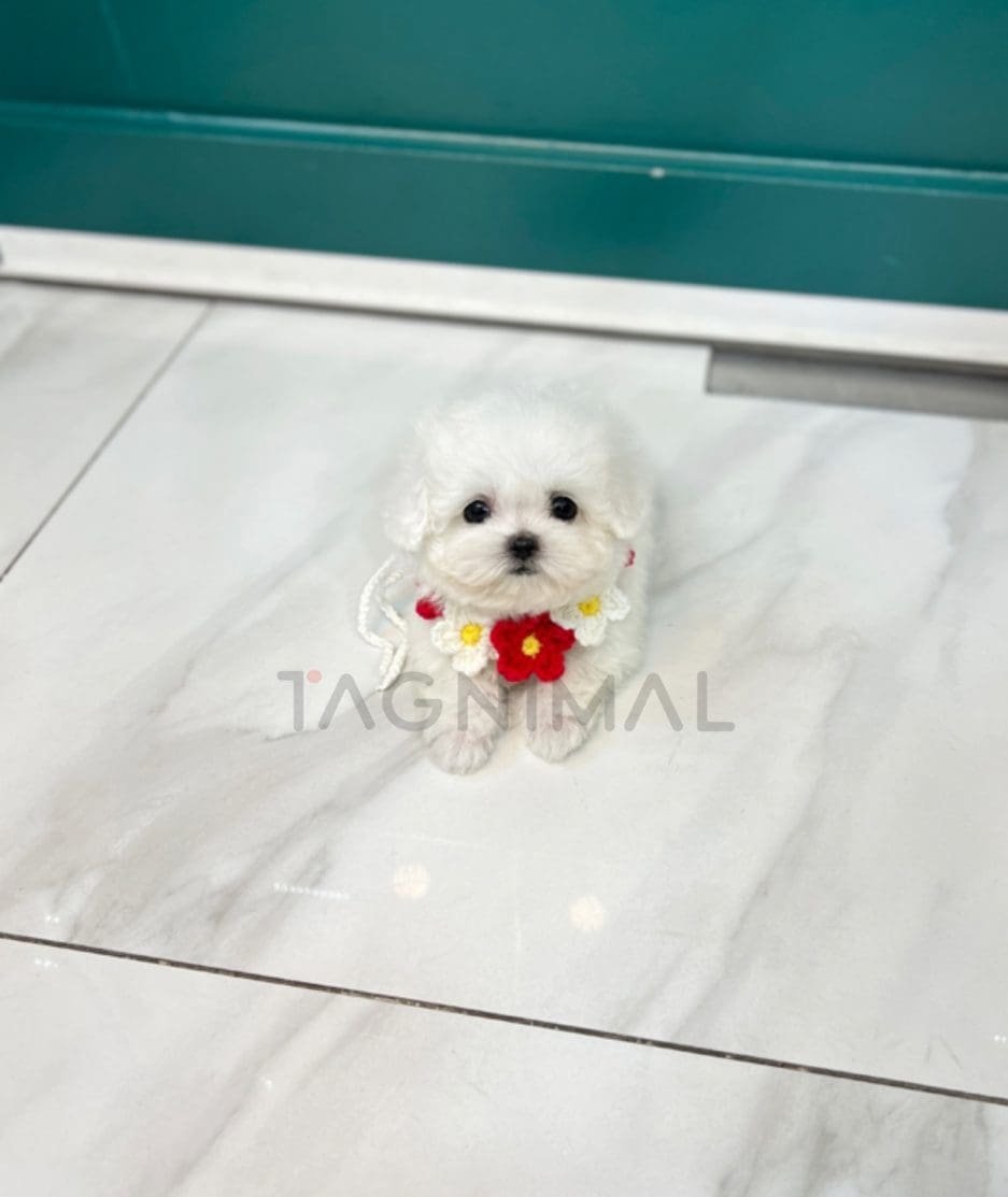 Bichon puppy for sale, dog for sale at Tagnimal