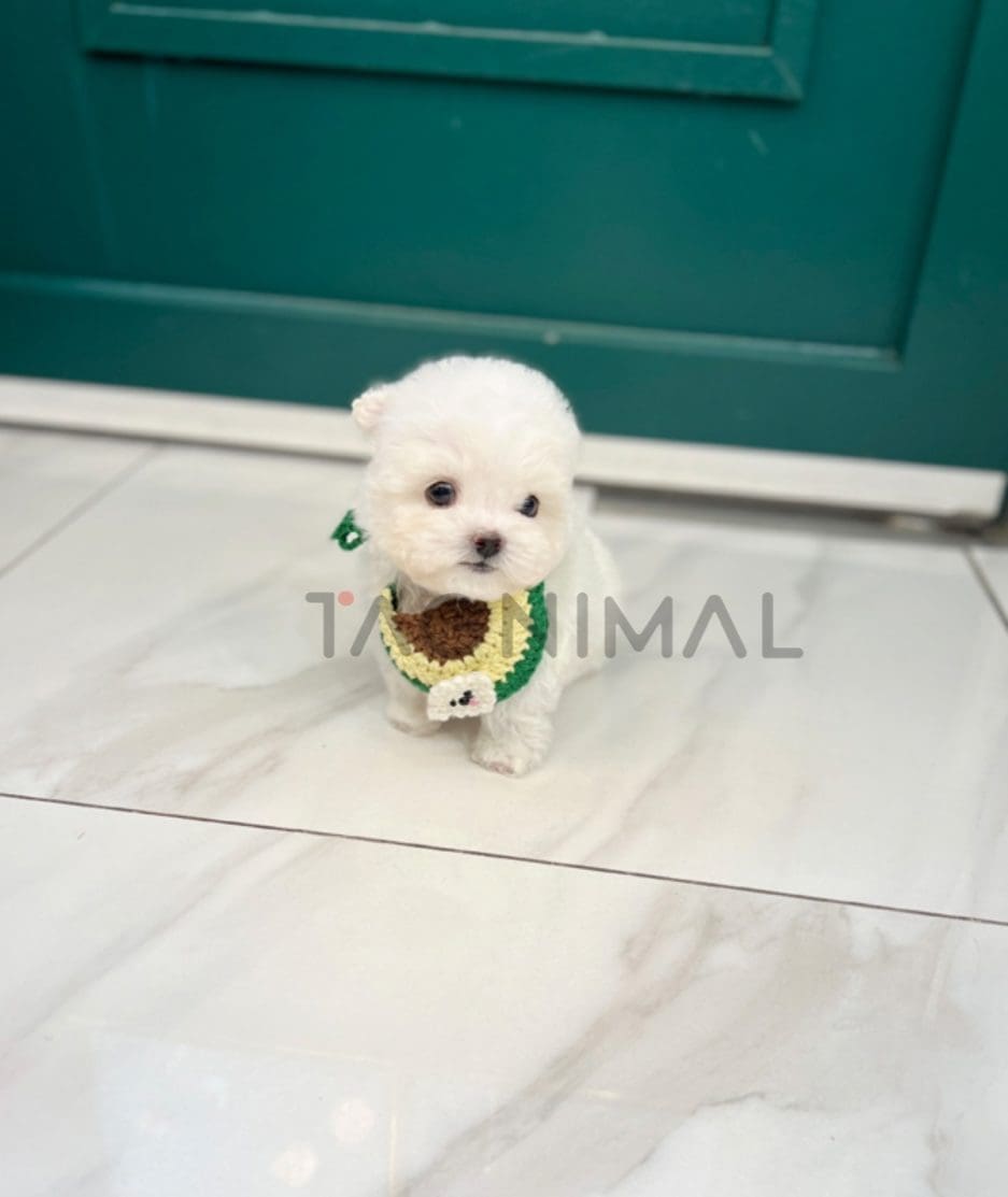 Bichon puppy for sale, dog for sale at Tagnimal