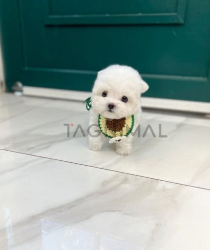 Bichon puppy for sale, dog for sale at Tagnimal