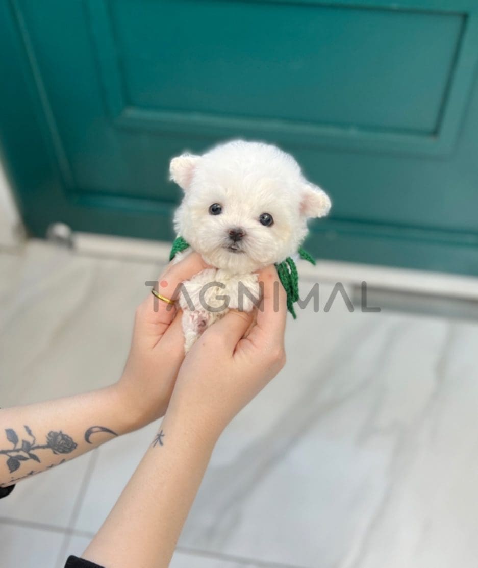 Bichon puppy for sale, dog for sale at Tagnimal